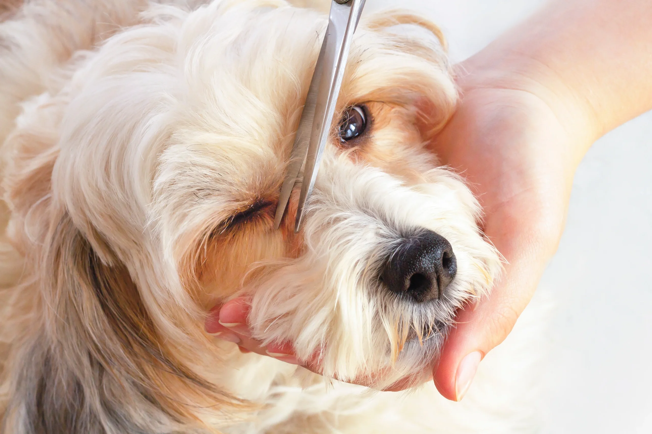 Dog face grooming trimming hair eyes