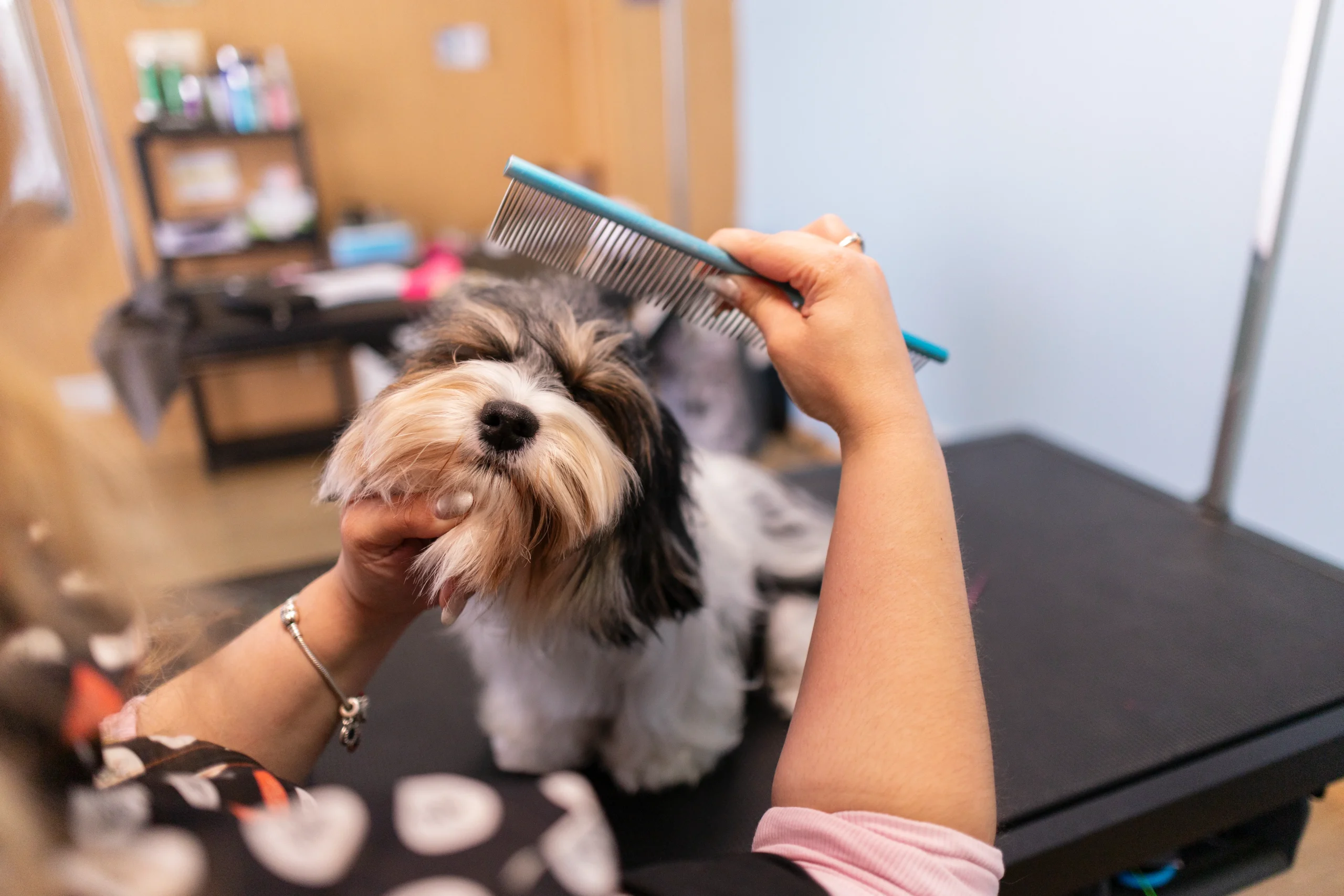 Dog grooming Shih Tzu combing