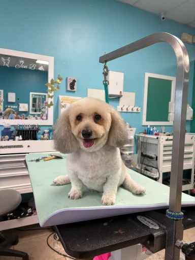 Home image by Pet's Place Grooming Fluffy dog after professional grooming salon