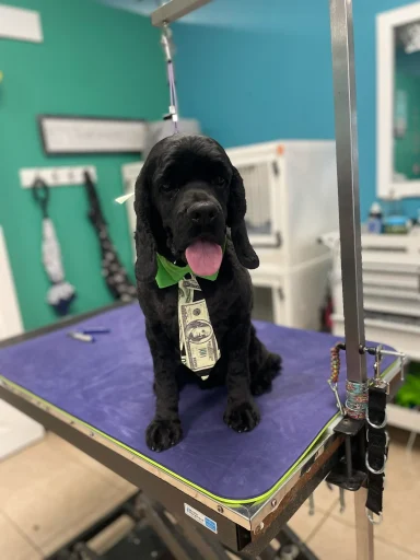 Home image by Pet's Place Grooming Groomed black cocker spaniel money tie