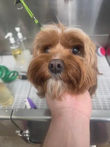 Home image by Pet's Place Grooming Groomed brown fluffy dog face trim