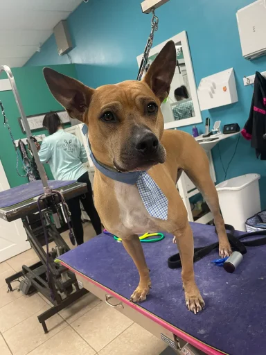 Home image by Pet's Place Grooming Groomed dog wearing tie at salon