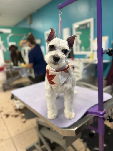 Home image by Pet's Place Grooming Groomed schnauzer dog wearing fall bandana