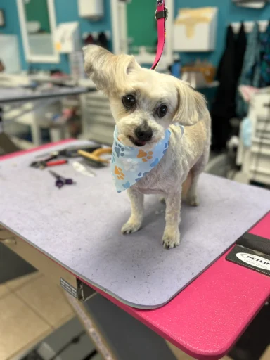 Home image by Pet's Place Grooming Groomed small white dog with blue bandana