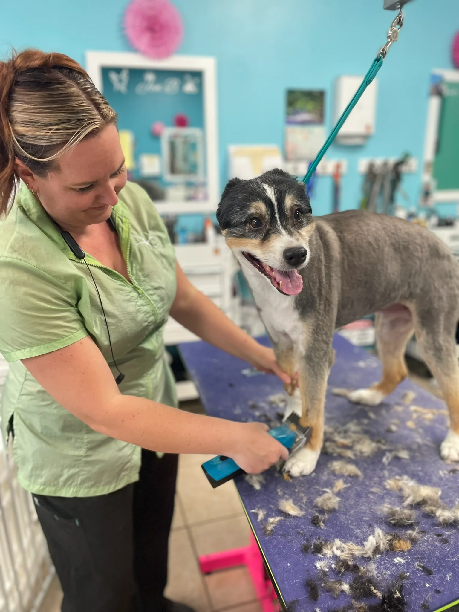 Book Appointment professional pet groomer clipping dog fur
