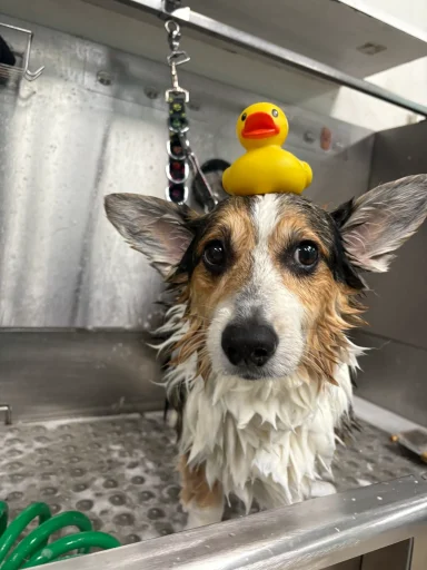 Home image by Pet's Place Grooming wet-corgi-with-rubber-duck-grooming-bath