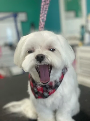 Home image by Pet's Place Grooming white-maltese-dog-yawning-with-bandana