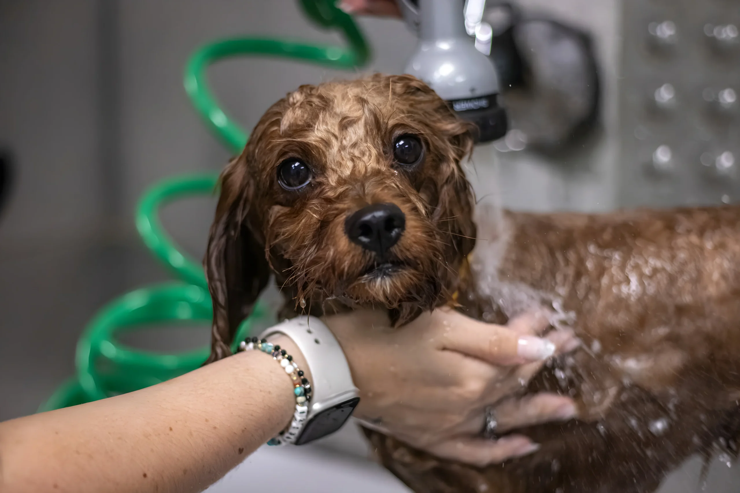 Home image by Pet's Place Grooming Dog grooming bath brown poodle mix