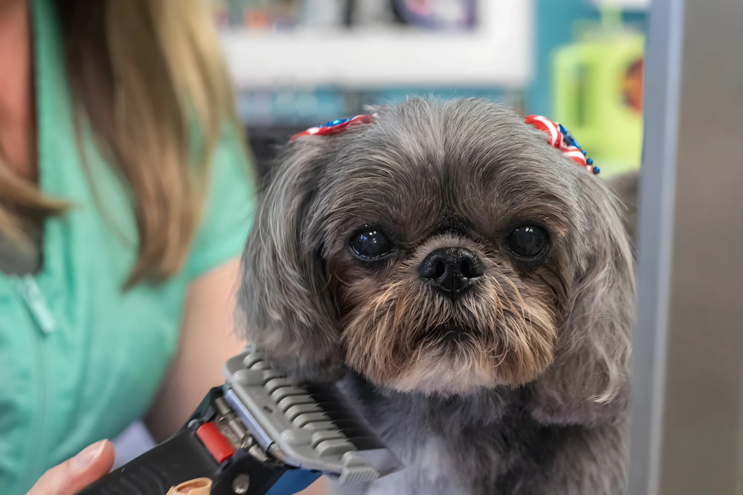 Grey Shih Tzu getting haircut at groomer