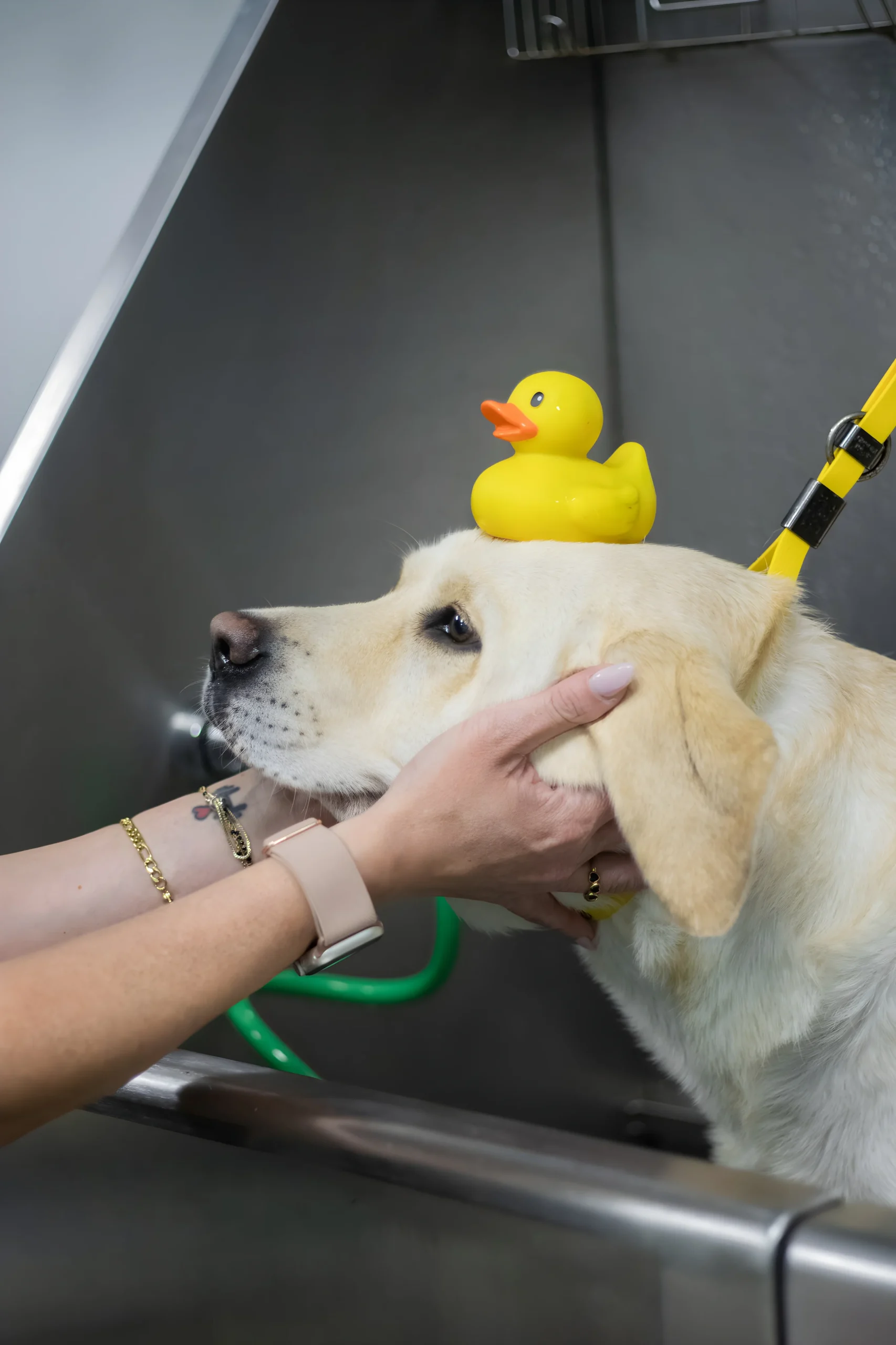 Labrador grooming rubber duck head