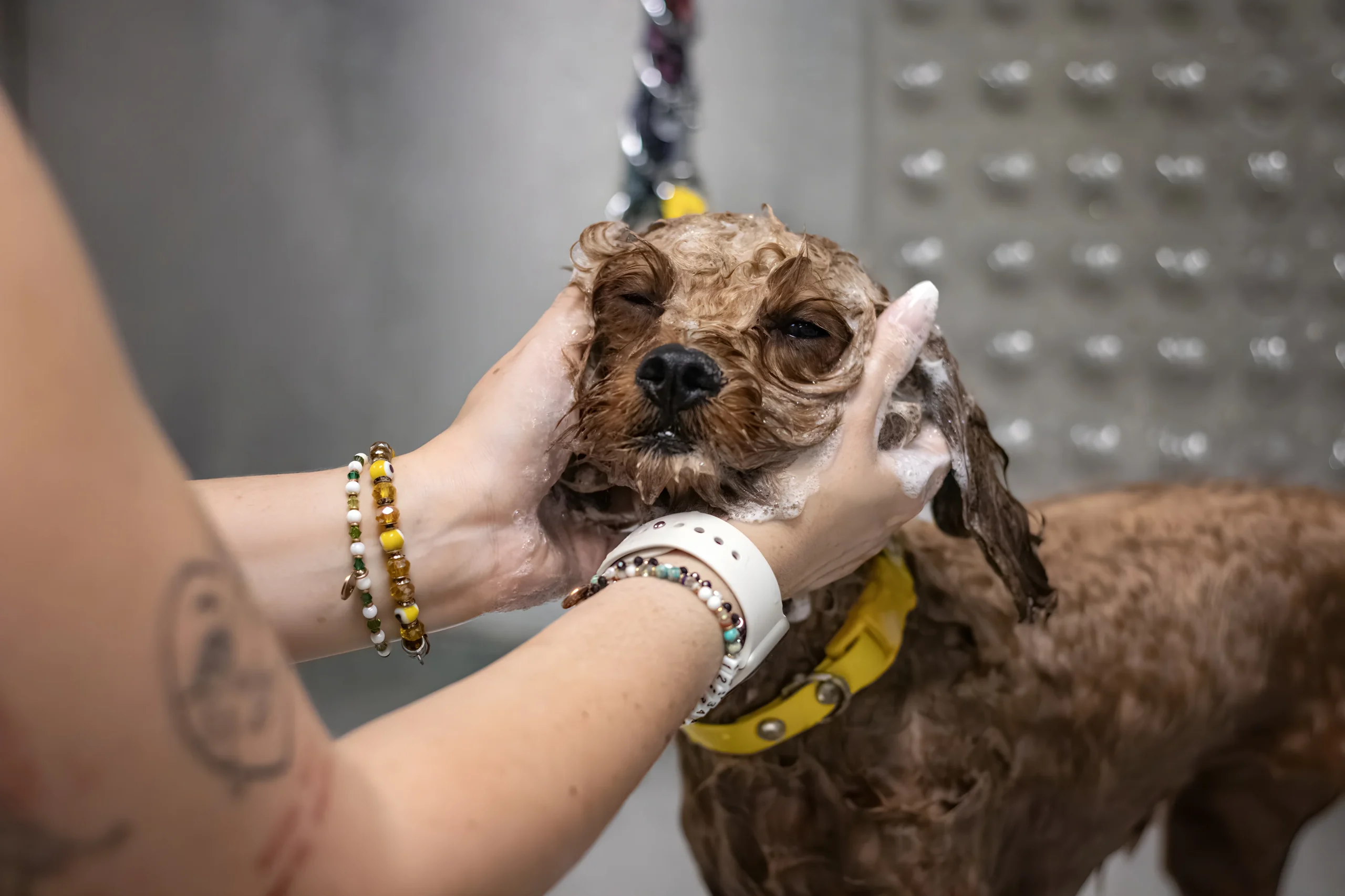 Professional dog bath grooming salon