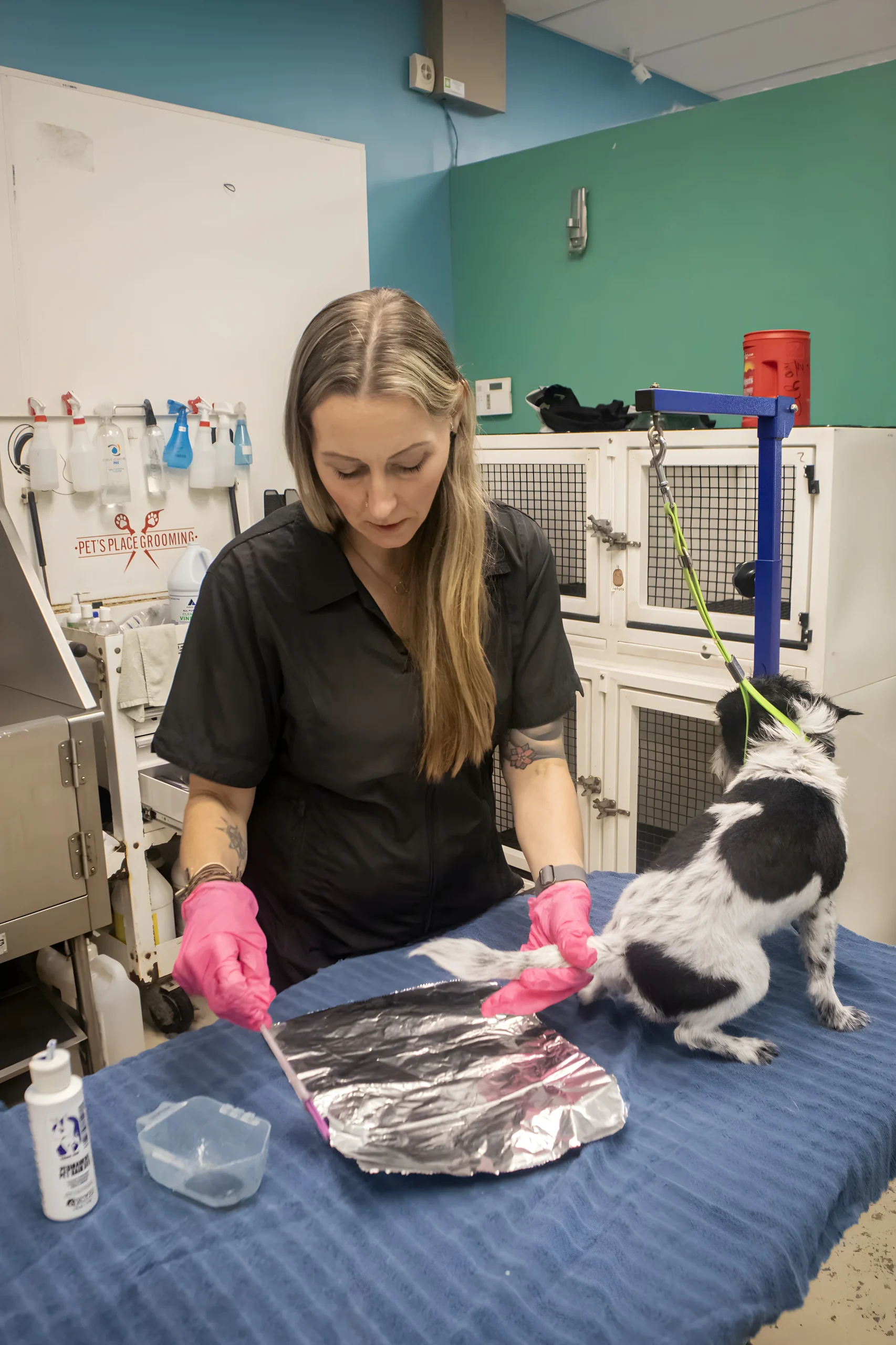Professional dog groomer creative color treatment