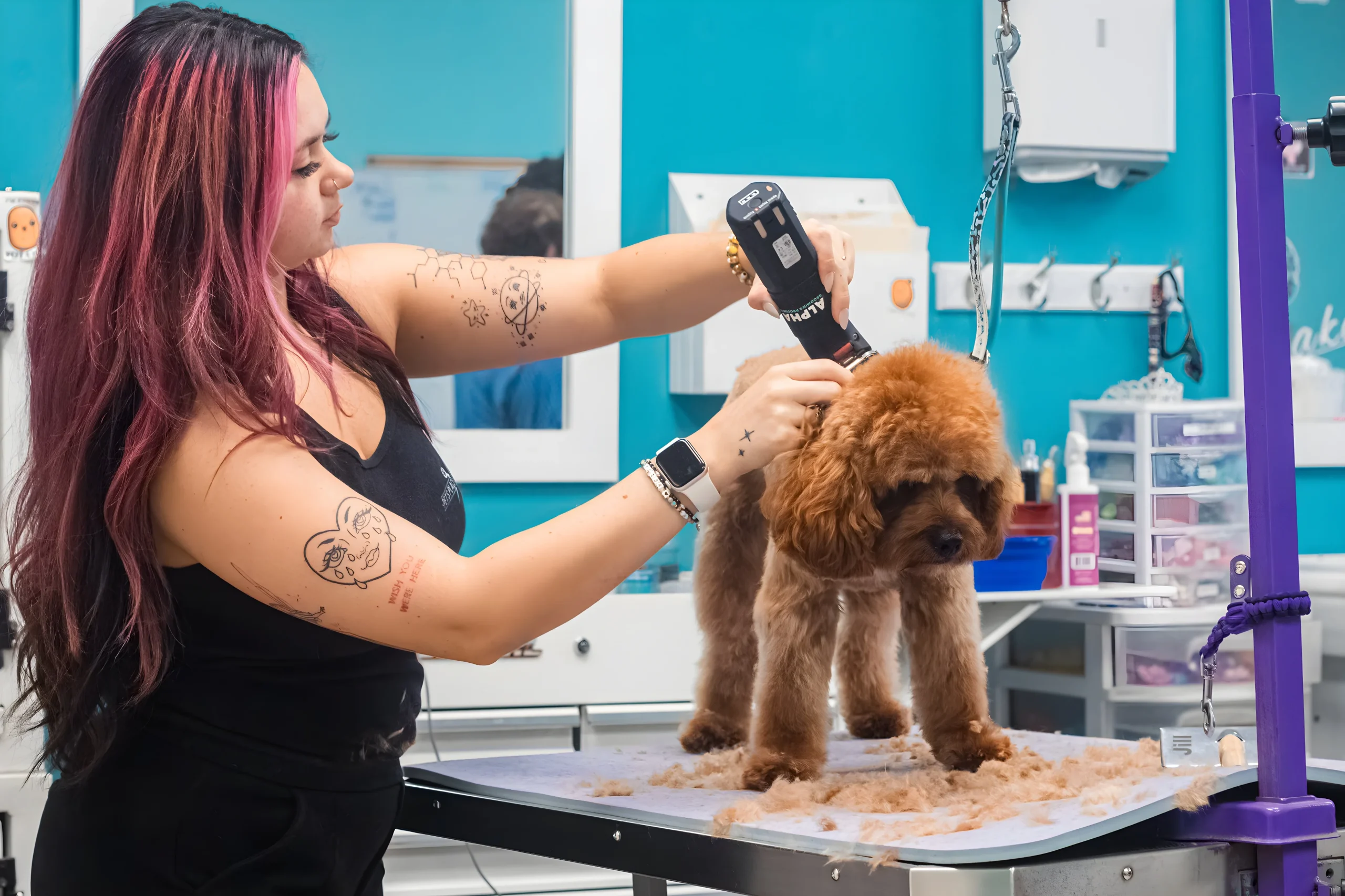 Professional dog groomer trimming brown poodle mix