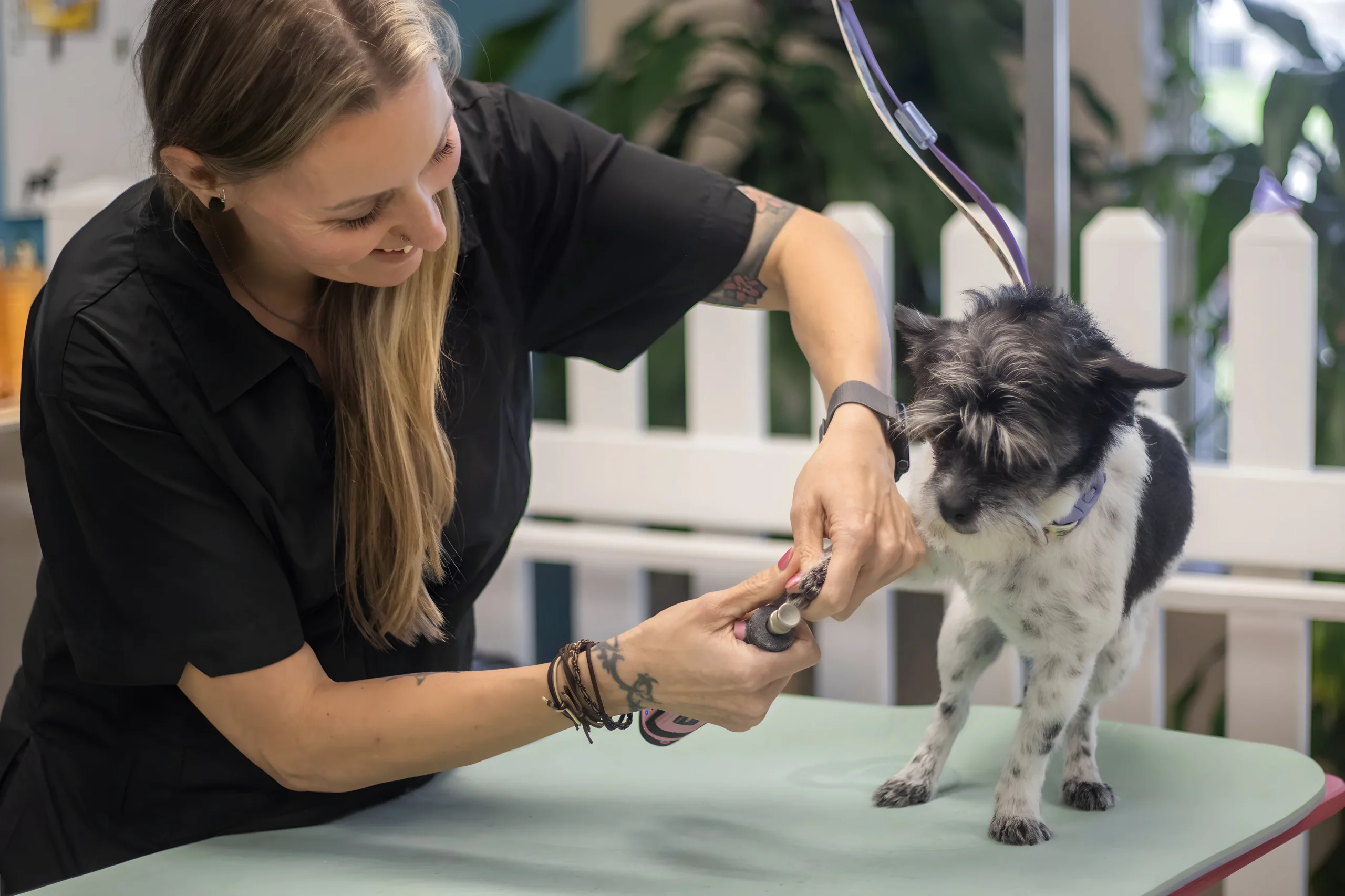 Home image by Pet's Place Grooming Professional groomer carefully grinding a dog's nails