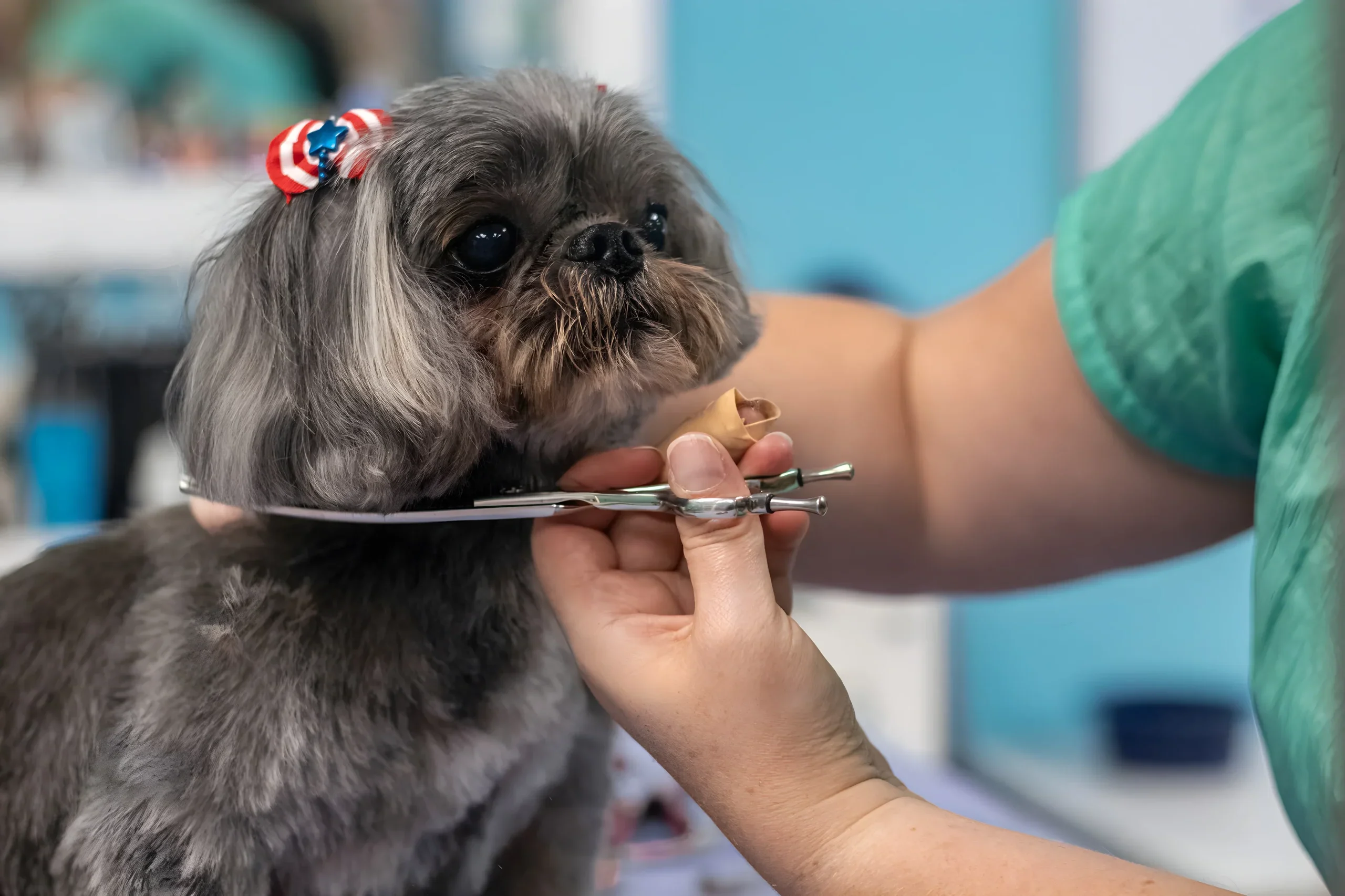 Shih Tzu receiving professional dog grooming and trimming