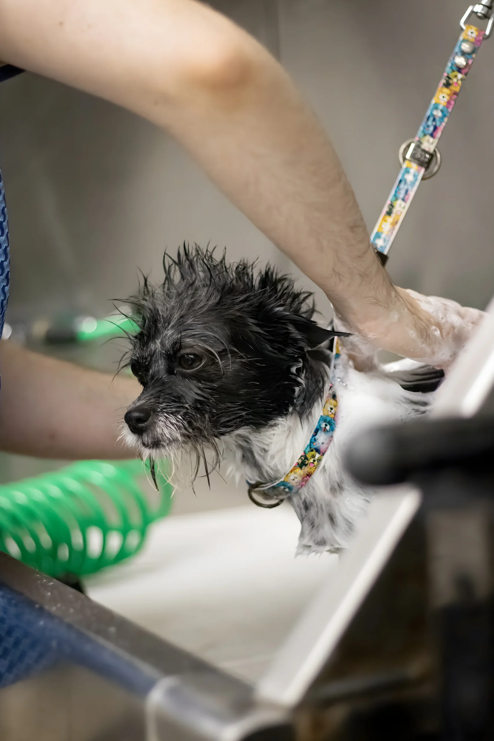 Small dog getting a bath at grooming salon