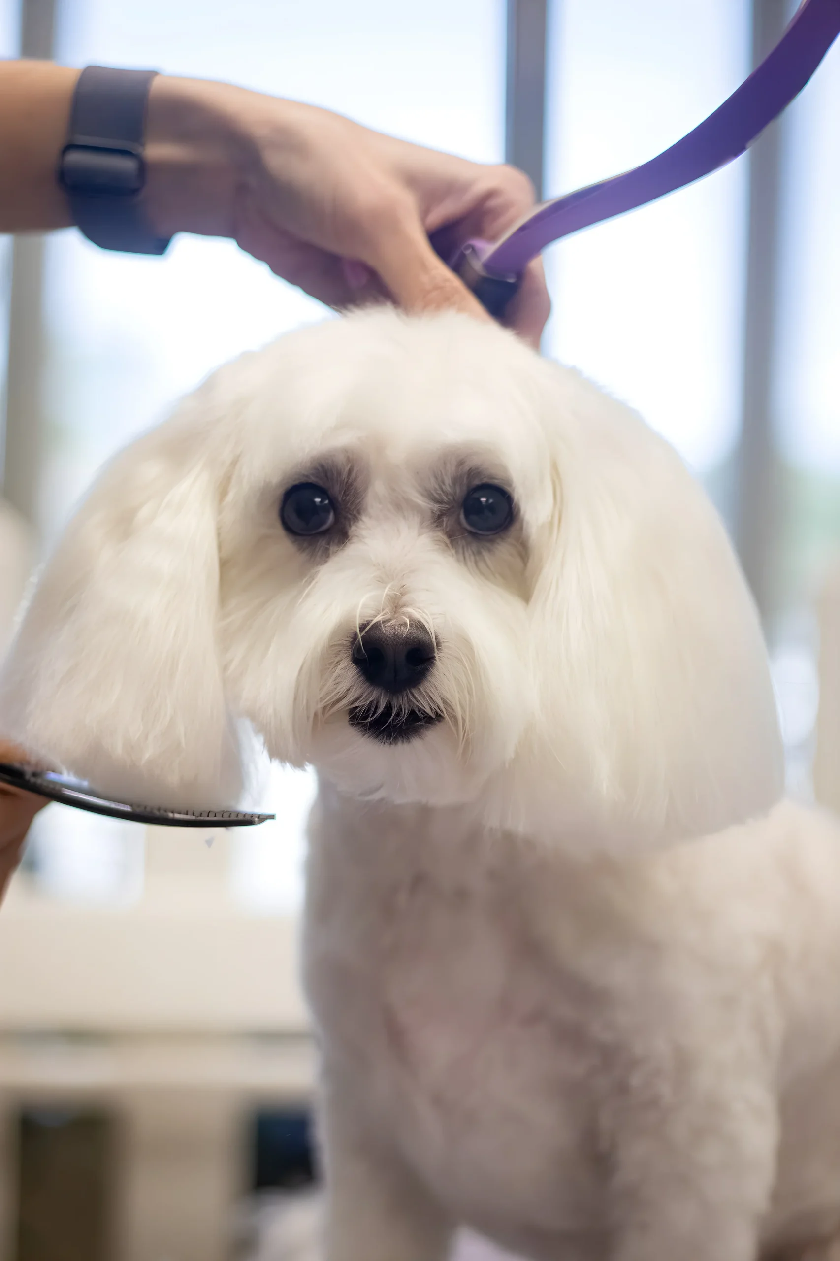 White maltese dog grooming session
