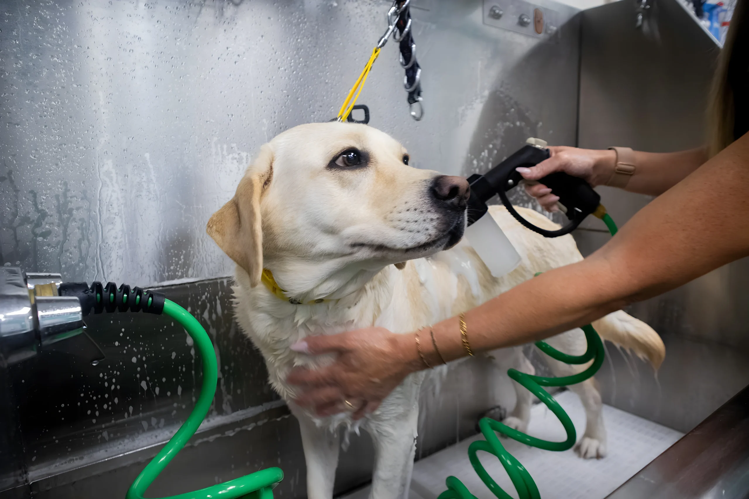 Yellow labrador retriever dog bath