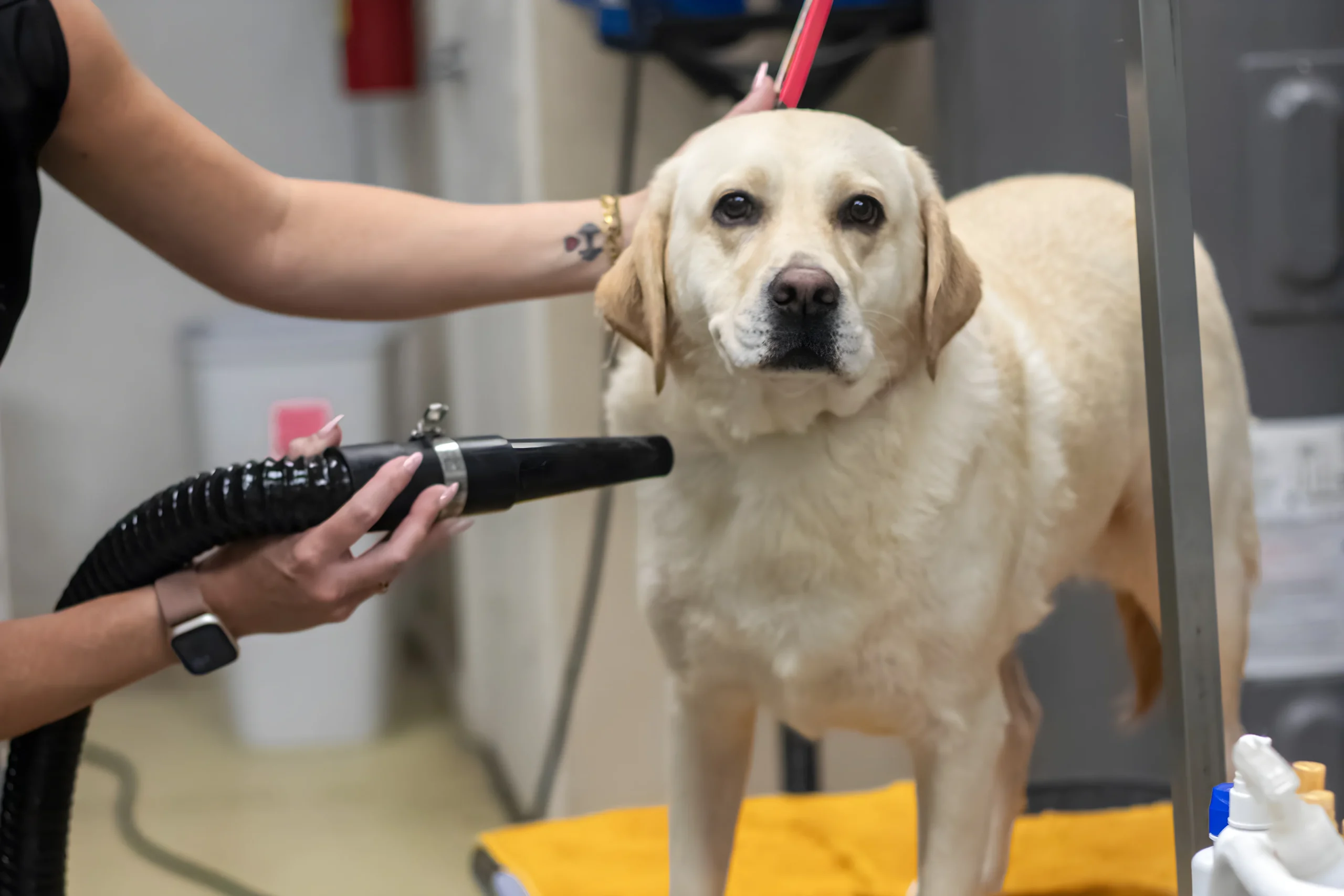 Yellow Labrador retriever being blow-dried during a grooming visit